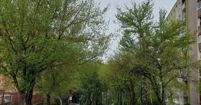 Studenohorskú ulicu čaká výsadba
