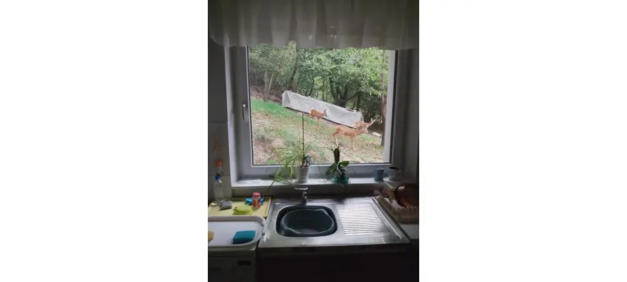 Raňajky so srnkami