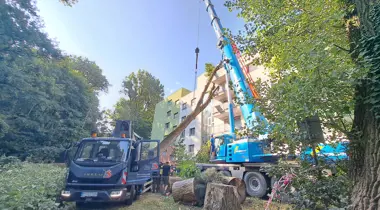 Spadnutý strom Na barine