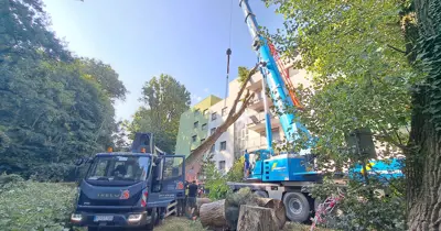 Spadnutý strom Na barine