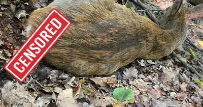 Bezpečnosť v Lamači: polícia je v teréne, pomôcť však môžu aj obyvatelia